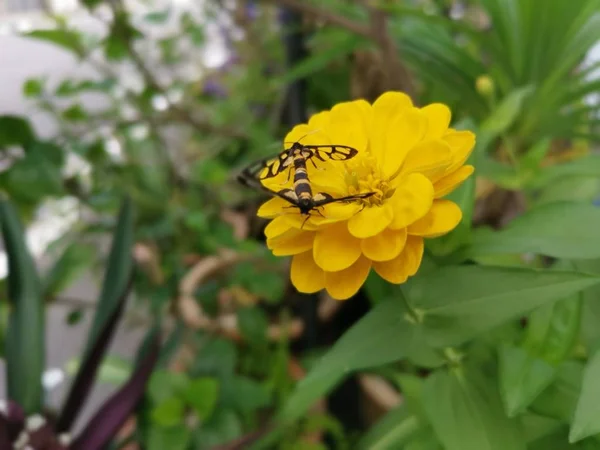 Polillas Tigre Apareamiento Flor Zinnia —  Fotos de Stock