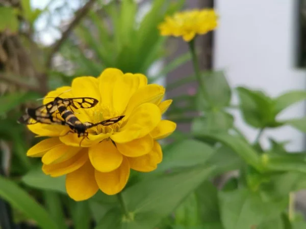 Tigermotten Paaren Sich Auf Der Zinnia Blume — Stockfoto