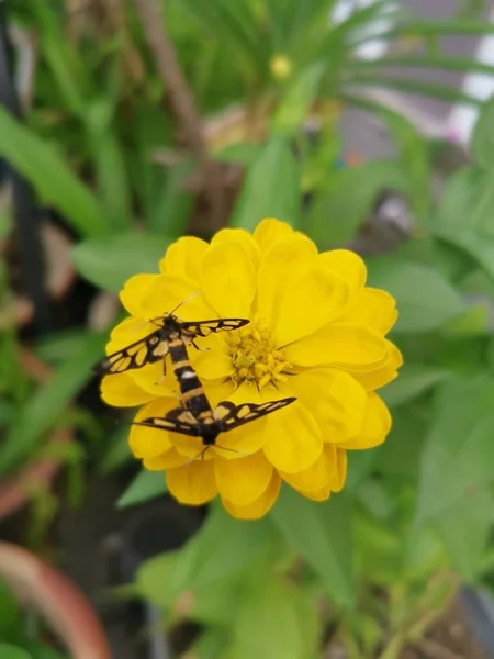 Traças Tigre Acasalamento Flor Zinnia — Fotografia de Stock