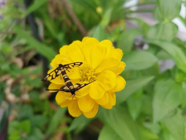 Tijgermotten Paring Zinnia Bloem — Stockfoto