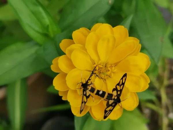 金银花上的虎蛾交配 — 图库照片