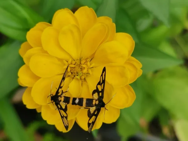 Tijgermotten Paring Zinnia Bloem — Stockfoto