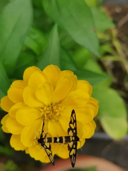金银花上的虎蛾交配 — 图库照片