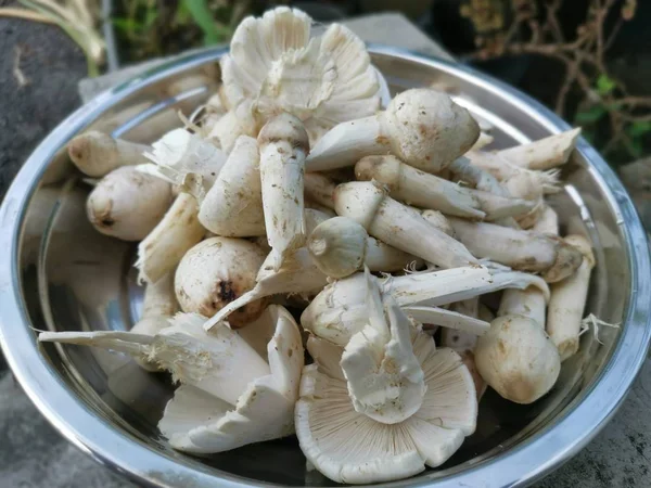 Een Bord Met Vers Gewassen Ongebakken Termietenchampignons — Stockfoto