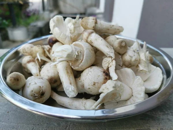 一盘新鲜的未煮熟的白蚁蘑菇 — 图库照片