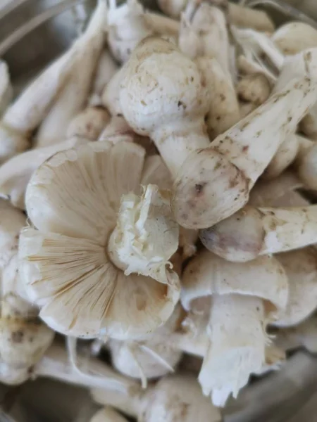 一盘新鲜的未煮熟的白蚁蘑菇 — 图库照片
