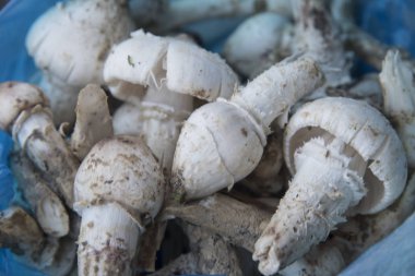 Yenilebilir taze çiğ termitomyce mantarları..