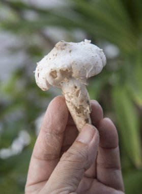 Yenilebilir taze çiğ termitomyce mantarları..