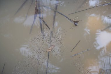 Su birikintisi kurbağaları su birikintisine yumurta bırakıyor.
