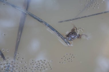 Su birikintisi kurbağaları su birikintisine yumurta bırakıyor.