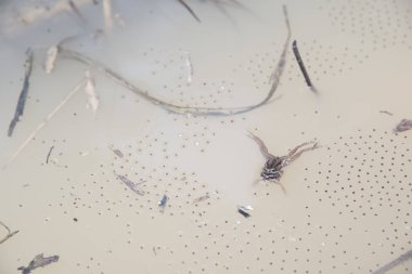 Su birikintisi kurbağaları su birikintisine yumurta bırakıyor.