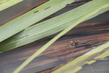 Su birikintisi kurbağaları su birikintisine yumurta bırakıyor.