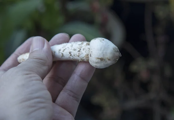 Champiñones Crudos Desplumados Frescos Comestibles Termitomyces — Foto de Stock