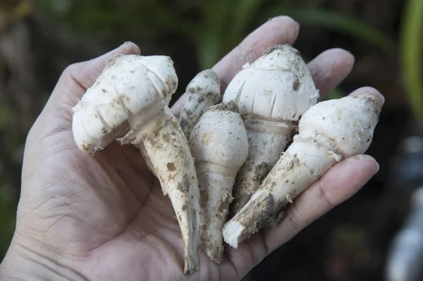 Ätbara Färska Plockade Råa Termitomyces Svampar — Stockfoto