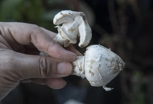 Edible Fresh Plucked Raw Termitomyces Mushrooms — Stock Photo, Image
