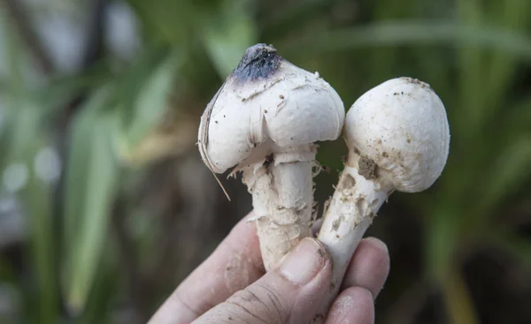 Edible Fresh Plucked Raw Termitomyces Mushrooms — Stock Photo, Image