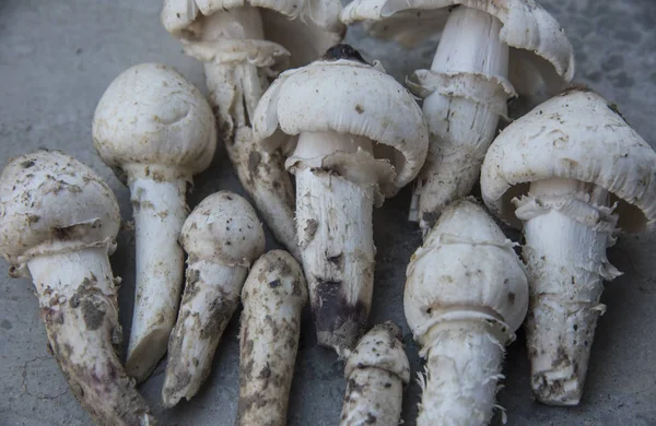Edible Fresh Plucked Raw Termitomyces Mushrooms — Stock Photo, Image