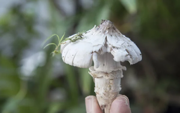 Essbare Frisch Gezupfte Rohe Termitomyces Pilze — Stockfoto