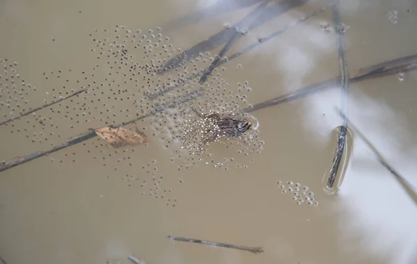 常见的水坑青蛙在水坑上产卵 — 图库照片