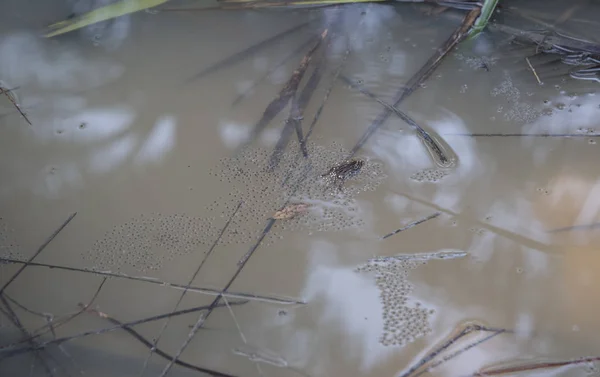 Grenouilles Flaques Communes Pondant Des Œufs Sur Flaque — Photo