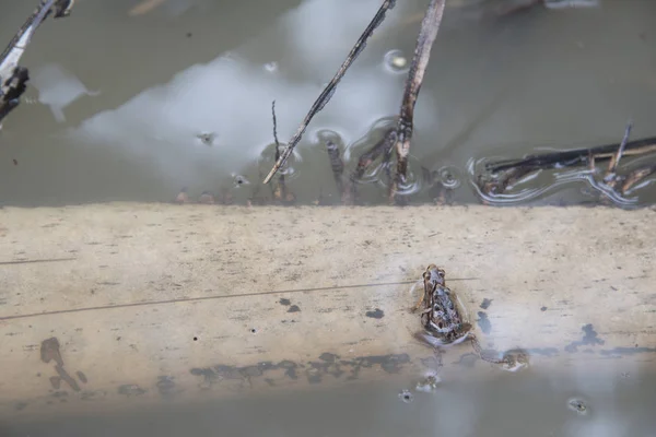 Grenouilles Flaques Communes Pondant Des Œufs Sur Flaque — Photo