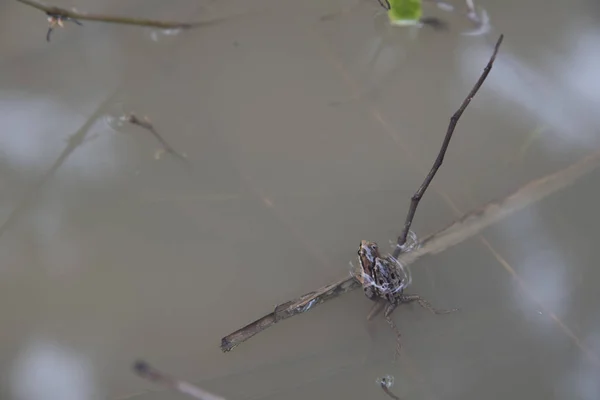 Żaby Kałuża Składające Jaja Kałuży — Zdjęcie stockowe
