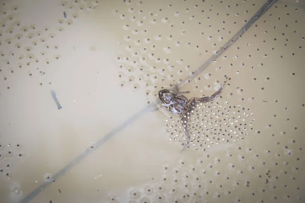 常见的水坑青蛙在水坑上产卵 — 图库照片