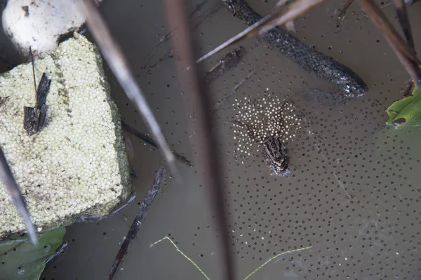 Katak Puddle Umum Bertelur Genangan Air — Stok Foto