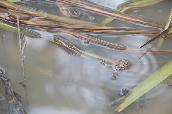 Vanliga Pölgrodor Som Lägger Ägg Pölen — Stockfoto