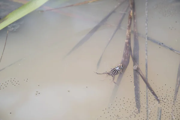 Grenouilles Flaques Communes Pondant Des Œufs Sur Flaque — Photo