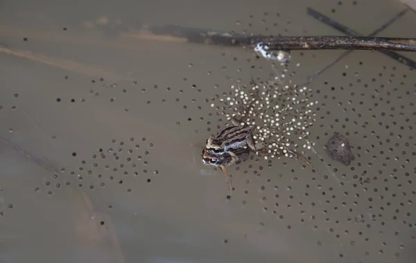 개구리들 흙탕물 — 스톡 사진