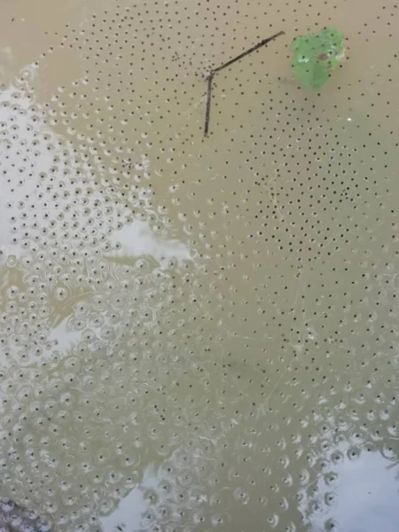 Грязный Пруд Наполнен Обычными Лягушачьими Яйцами — стоковое фото