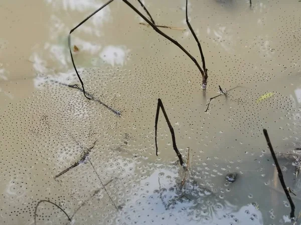 Estanque Sucio Lleno Huevos Comunes Ranas Charco —  Fotos de Stock