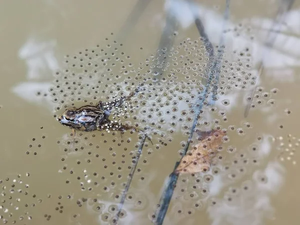 池塘里满是脏兮兮的水坑青蛙蛋 — 图库照片