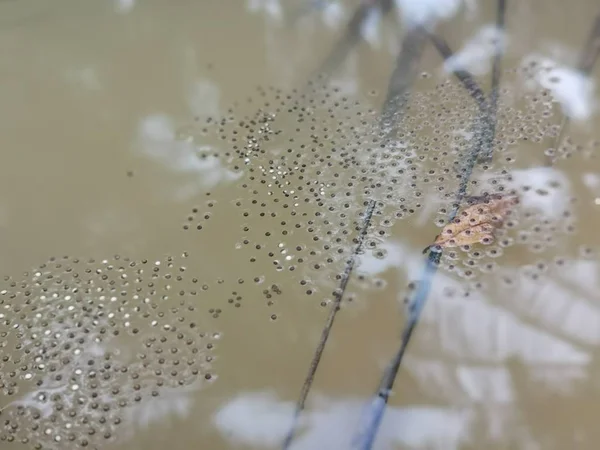 池塘里满是脏兮兮的水坑青蛙蛋 — 图库照片