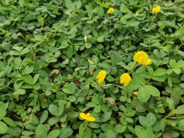 Sürünen sarı yerfıstığı otları.