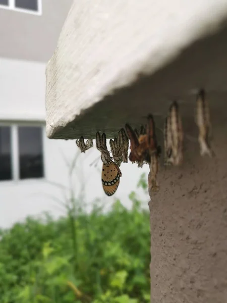 Larve Papillon Huître Fauve Accrochée Mur Béton — Photo