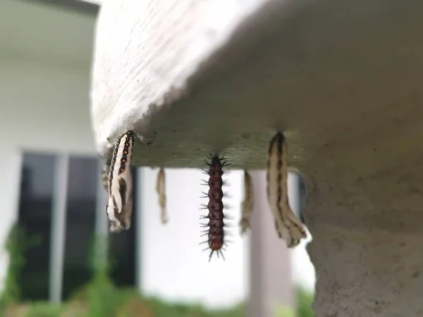 Žlutohnědá Motýlí Larva Visící Betonové Stěně — Stock fotografie