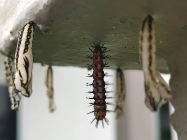 Tawny Coster Larvea Mariposa Colgando Pared Hormigón — Foto de Stock