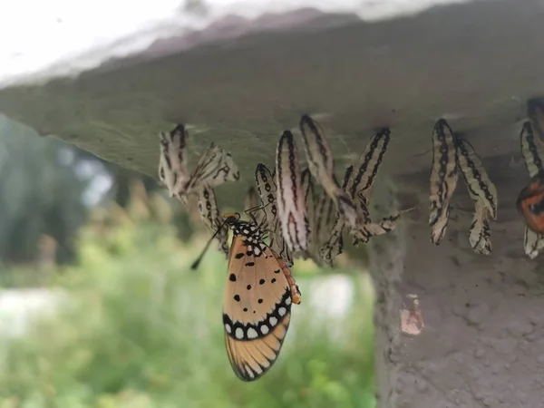Žlutohnědá Motýlí Larva Visící Betonové Stěně — Stock fotografie