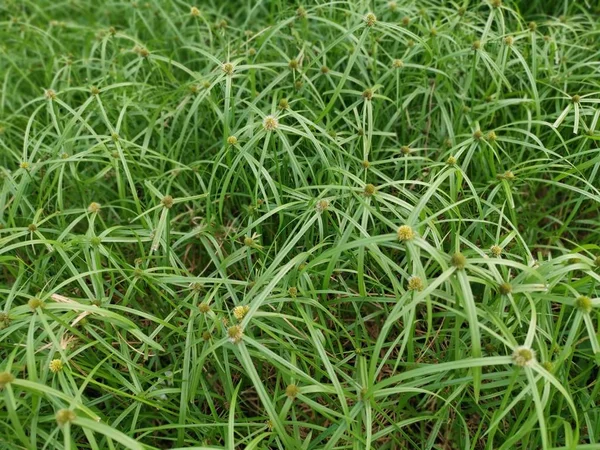 Wildes Grünes Cyperus Gras Oder Unkraut — Stockfoto