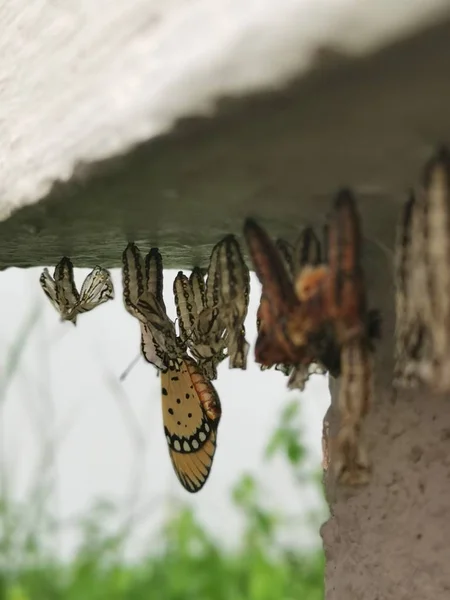 Tawny Coster Butterfly Larvea Tergantung Dinding Beton — Stok Foto