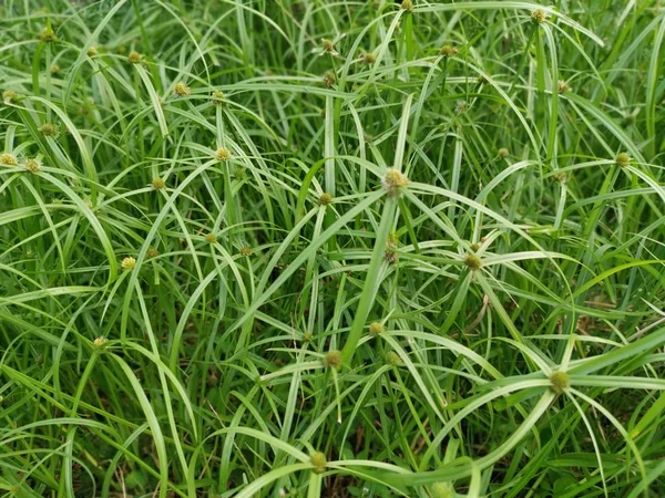 Erva Verde Selvagem Cyperus Erva Daninha — Fotografia de Stock