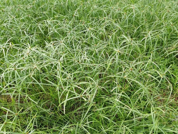 Vad Zöld Ciperusz Vagy — Stock Fotó