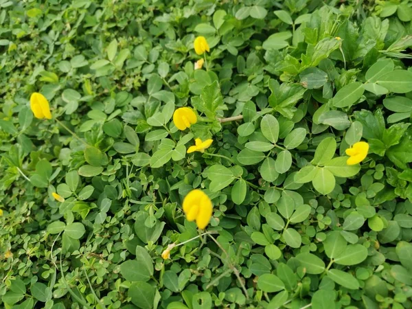 Creeping Yellow Peanut Weeds — Stock Photo, Image