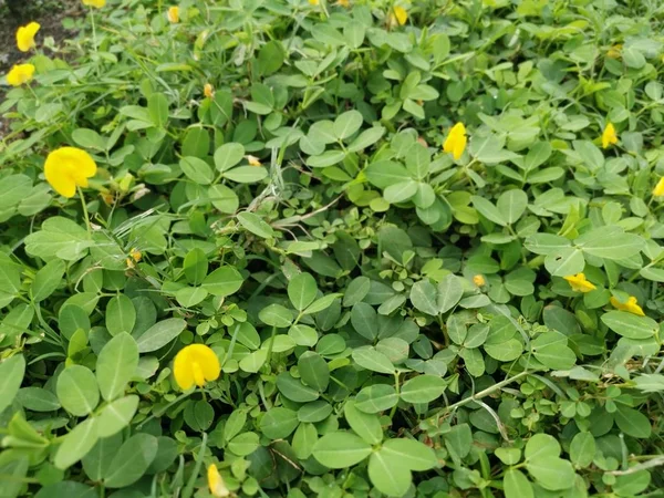 正在爬行的黄色花生植物 — 图库照片