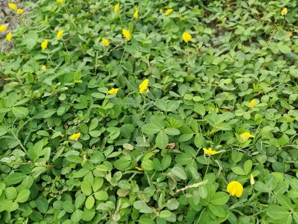 正在爬行的黄色花生植物 — 图库照片