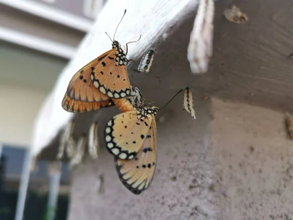 Žlutohnědá Motýlí Larva Visící Betonové Stěně — Stock fotografie