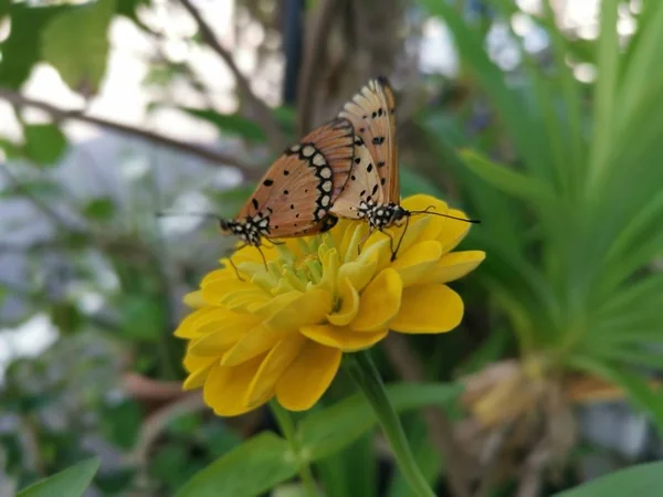 Žlutohnědý Coster Motýl Krytí Zinnia Květ — Stock fotografie