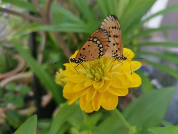 Žlutohnědý Coster Motýl Krytí Zinnia Květ — Stock fotografie